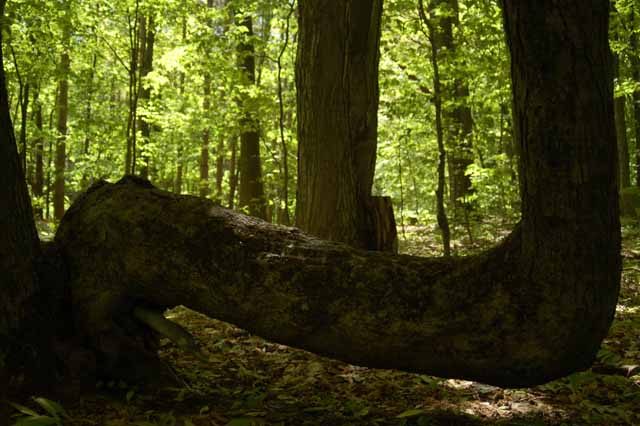 An unusually shaped tree trunk in the park